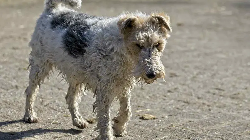 Le fox terrier en voie d'extinction