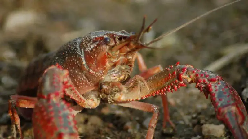 Écrevisse de Louisiane