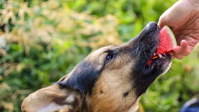 Une landaise lance une gamme de friandises vegans pour les chiens