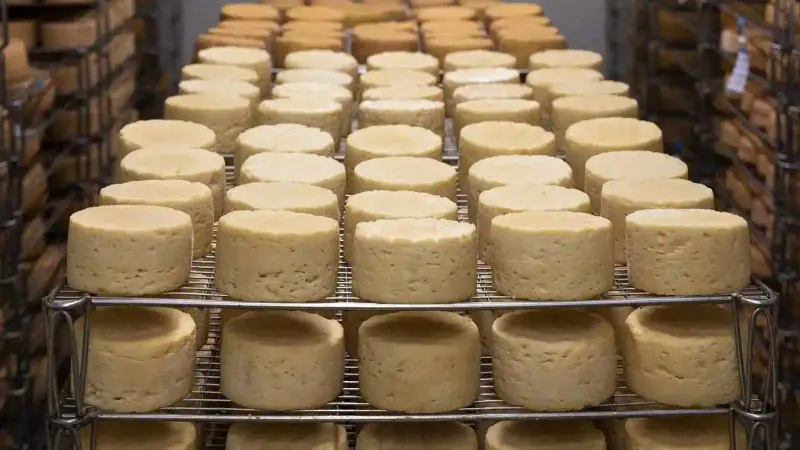 L’Institut Pasteur alerte sur les risques de Listériose dans les fromages vegans