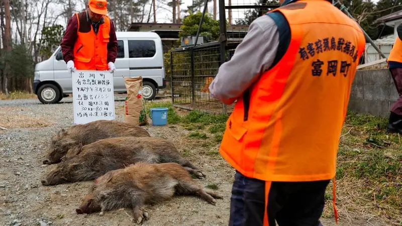 fukushima-sanglier