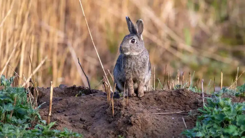 lapin de garenne
