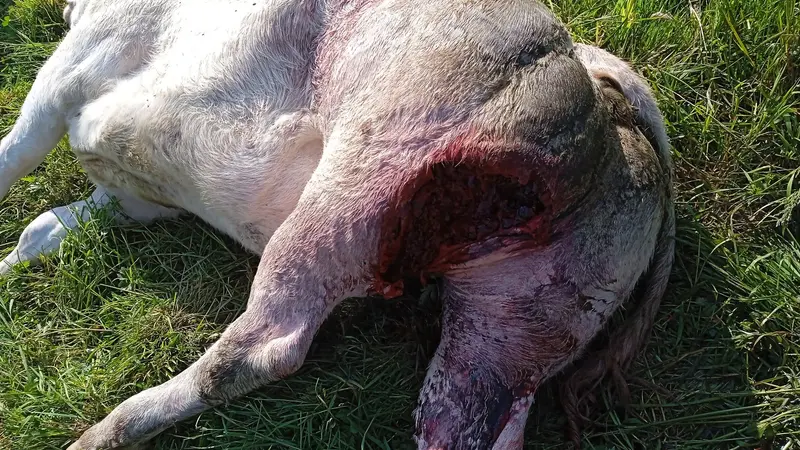Saône-et-Loire: : une attaque de loup aurait été constatée sur une génisse à quelques mètres d’un hameau