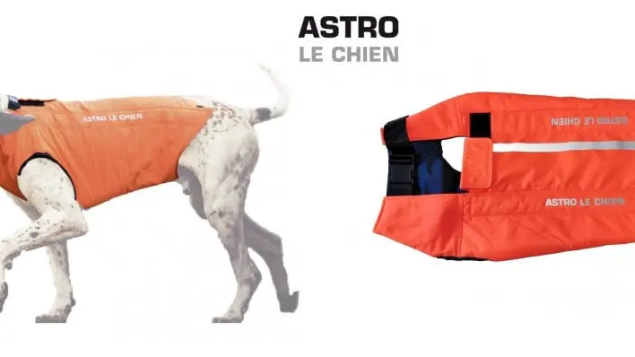 Astro le chien : nouveaux gilets de protection pour chiens de chasse