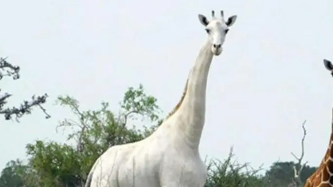 Kenya : l’unique femelle blanche et son girafon abattus par des braconniers