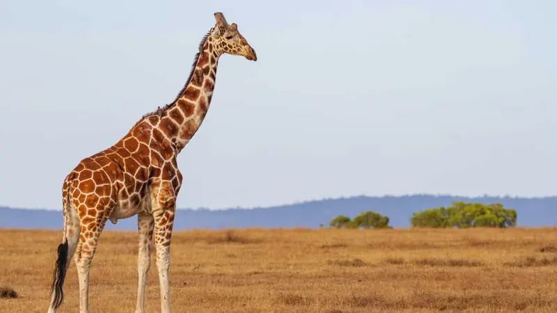 Les populations de girafes vont mieux, oui mais….