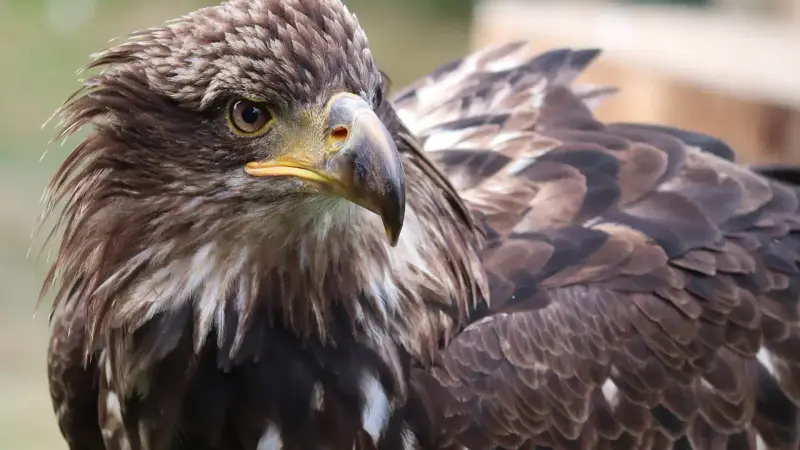 aigle attaque un bébé