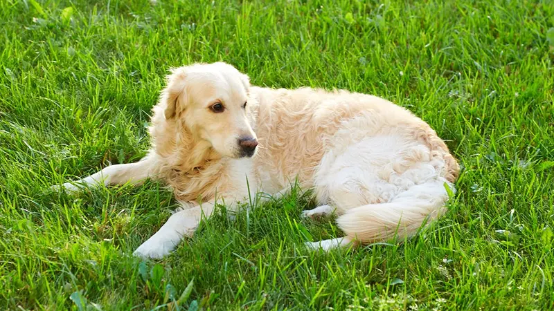 Golden retriever