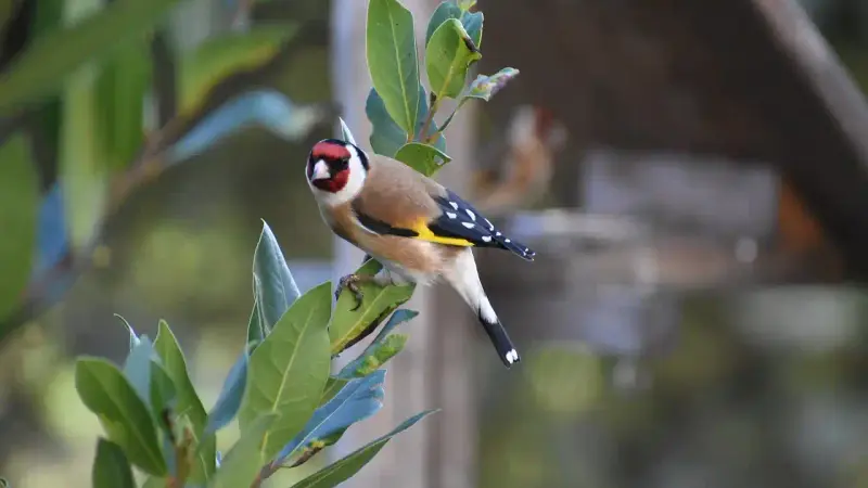 chardonneret
