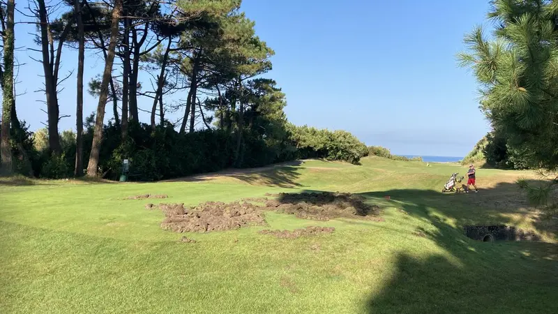 Le terrain du Centre International d’Entraînement au Golf d’Ilbarritz ravagé par les sangliers