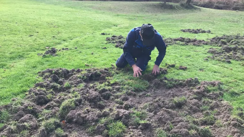 Golf Mont-de-Marsan ravagé par les sangliers.