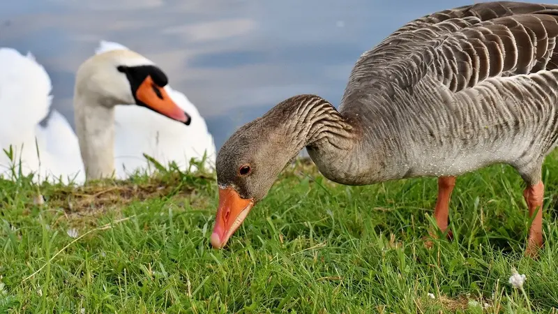 Lorraine : la grippe aviaire inquiète après la découverte de 232 cygnes, oies et autres oiseaux morts