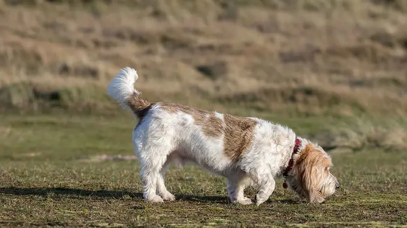 Grand Basset Griffon Vendéen