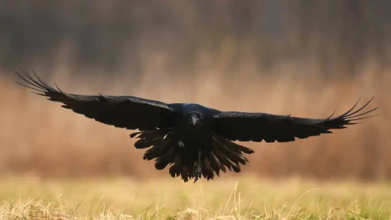 Le grand corbeau, nouvelle menace pour les éleveurs ?