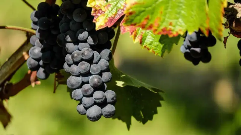 sanglier raisin