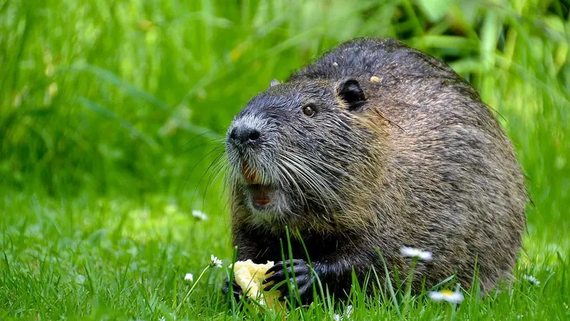 Insolite à Rouen : des ragondins dans la piscine