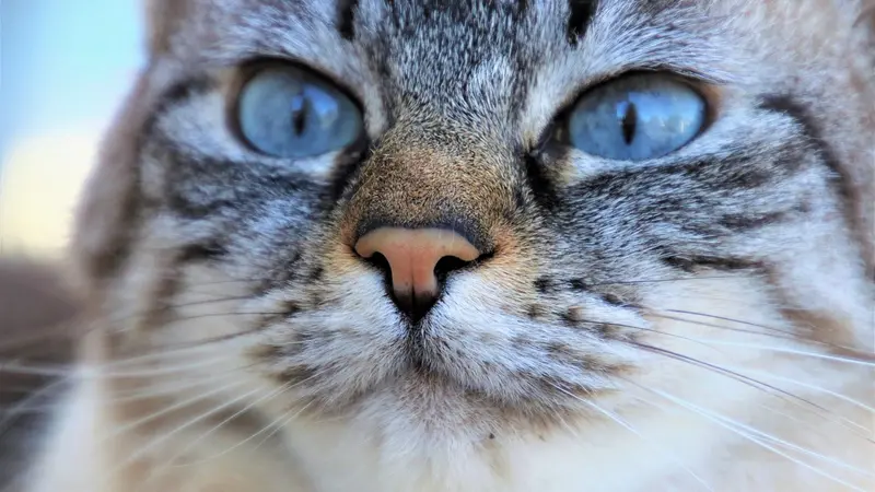 Couvre-feu et obligation de sortir les chats en laisse, une nouvelle loi publiée pour protéger la faune sauvage locale