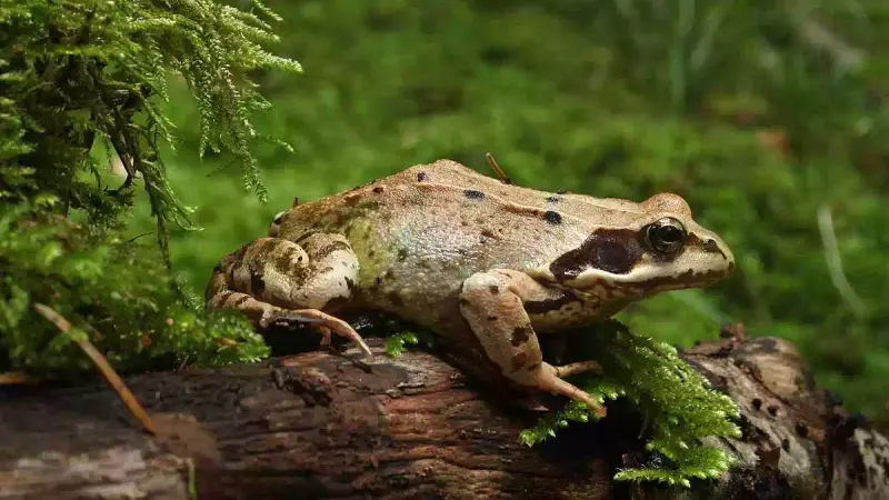 grenouille-rousse