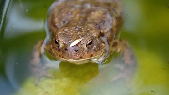 Devant le tribunal à cause de grenouilles trop bruyantes