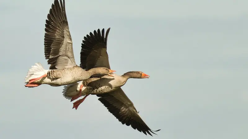 Chasse interdite de plusieurs espèces d’oiseaux migrateurs sur le bassin d’Arcachon