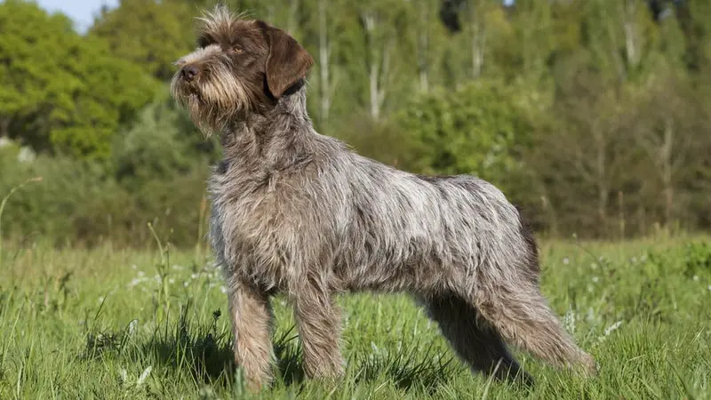 Le griffon korthal