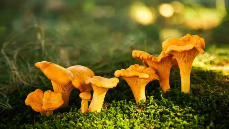 La girolle, trésor des forêts