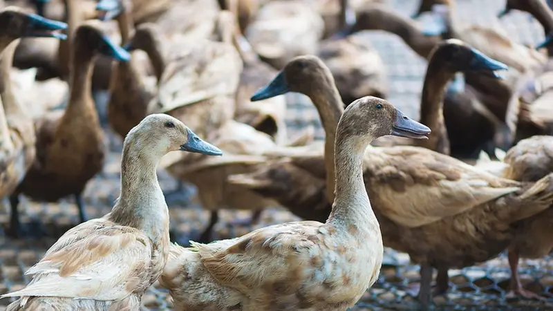 1er cas de grippe aviaire dans le Lot-et-Garonne