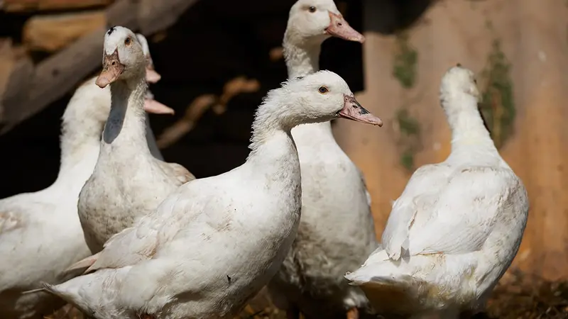 Grippe aviaire : suite à la campagne de vaccination plusieurs pays cessent leurs achats de volailles Françaises