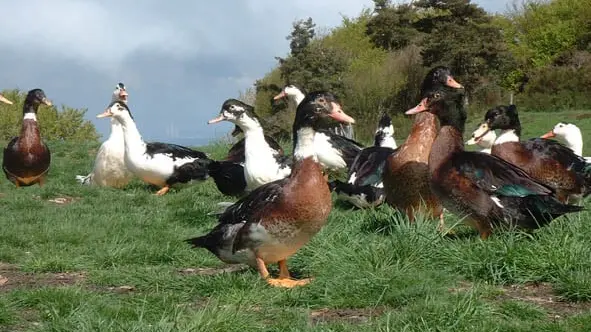 Grippe aviaire : le gouvernement prêt à abattre toutes les volailles
