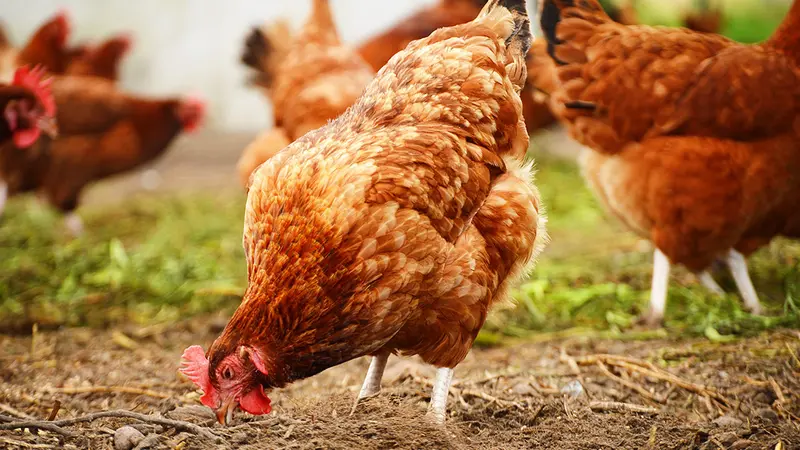? Premier cas de grippe aviaire en France