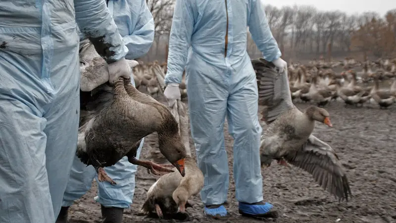 Grippe aviaire : 2,5 millions de volailles abattues dans le Sud Ouest de la France