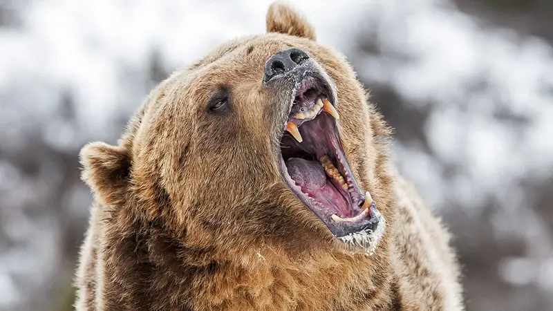 Un Français de 44 ans tué par un ours au Canada