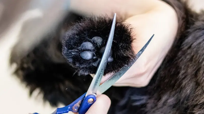 Les poils de chiens, solution miracle contre les sangliers selon un agriculteur