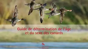 Un guide pour déterminer l’âge et le sexe des anatidés