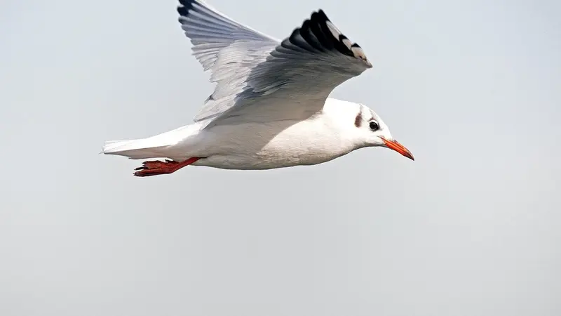 Grippe aviaire : 21 communes placées en zone de contrôle temporaire dans la Marne