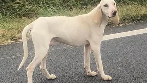 « Gump », un chien errant de race porcelaine qui a parcouru 1000km en un mois a besoin d’aide
