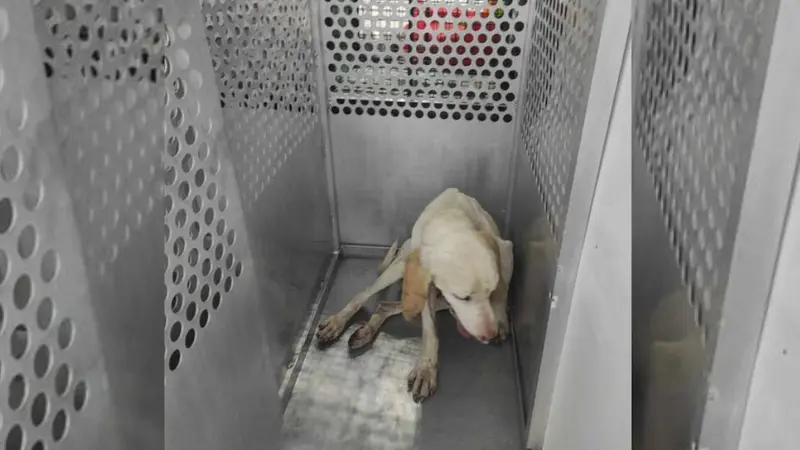 Gump le chien porcelaine qui errait depuis un mois dans le Sud-Ouest a été sauvé