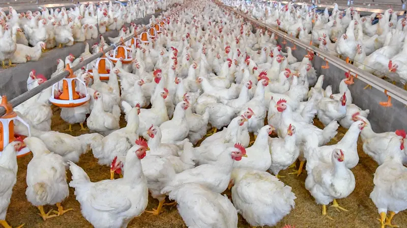 Chine, après le Covid-19, revoilà le H5N1