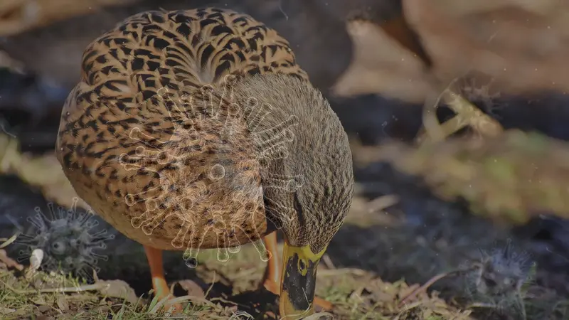 Transmission possible de la grippe aviaire à l’homme en Russie