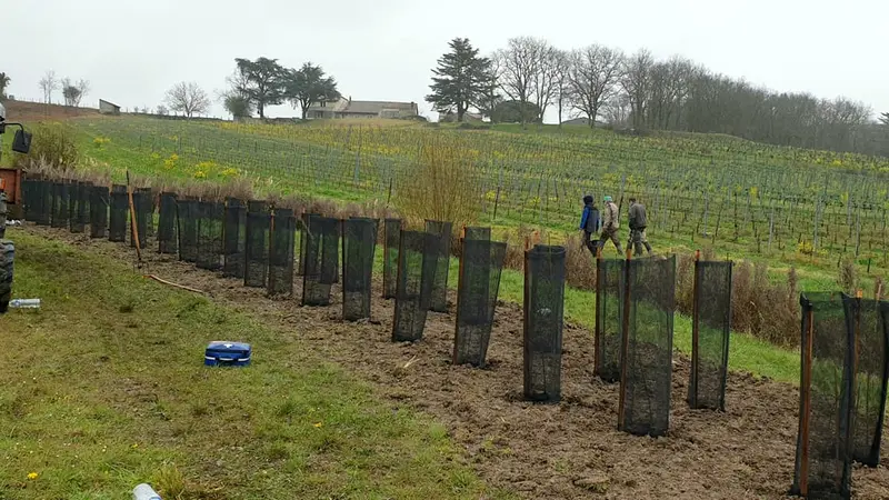 680 kilomètres de haies plantées par les chasseurs en 30 ans en Auvergne Rhône-Alpes