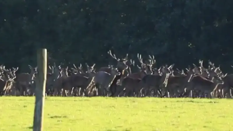 La Fédération de protection animale Alsace Nature veut que les chasseurs prélèvent plus de cervidés