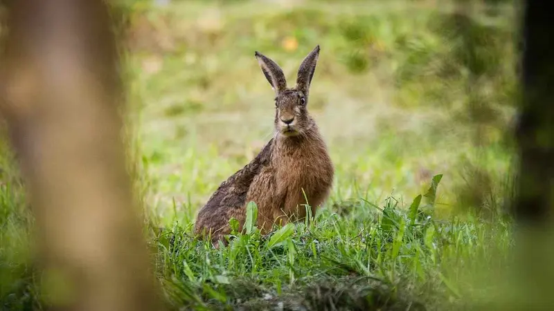 Fermeture de la chasse du lièvre anticipée dans l'Eure
