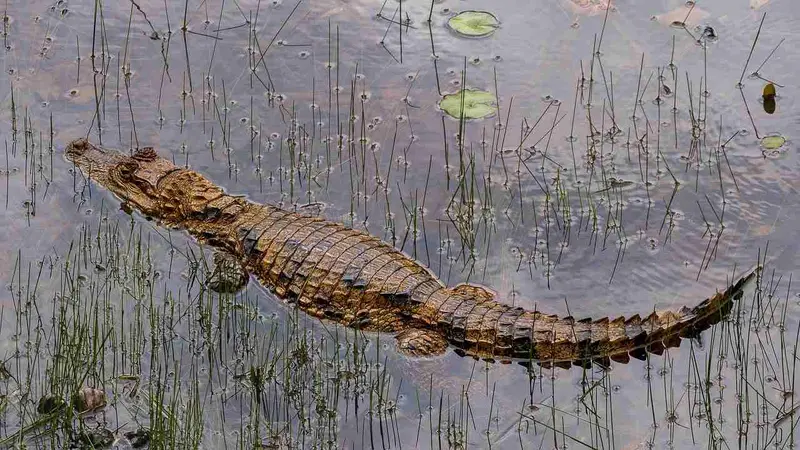 crocodile roubaix