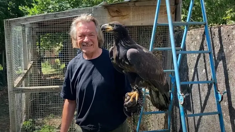 Un pygargue échappé d’Allemagne retrouvé par un chasseur en Indre et Loire 7 jours plus tard !