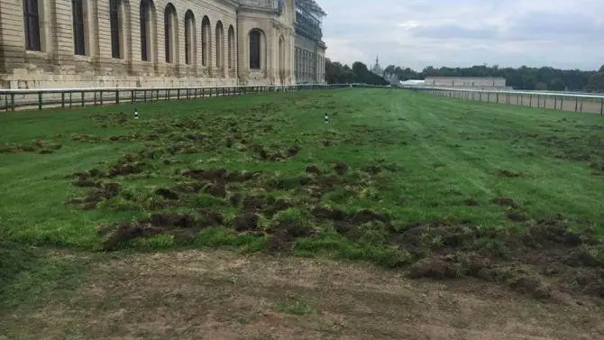 Les sangliers on ravagés la piste en herbe de l'hippodrome de chantilly