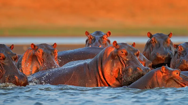 Les hippopotames de Pablo Escobar exfiltrés !