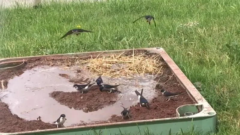 Quand les chasseurs se mobilisent pour sauver les hirondelles (vidéo)