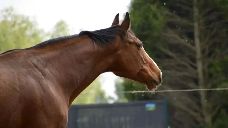 Hippodrome de Roberty