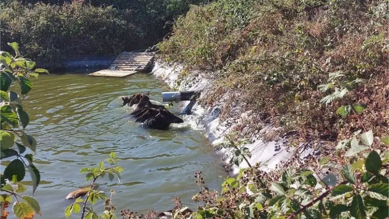 21 marcassins morts, pris au piège dans un bassin artificiel