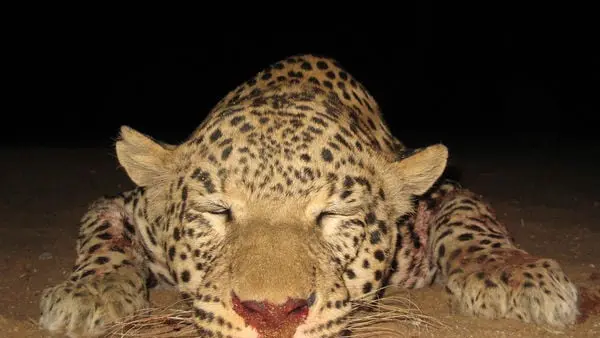 La chasse du léopard suspendue en Afrique du Sud